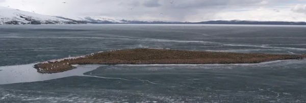 Çıldır Gölü’nde Şaşkına Çeviren Görüntü! Binlercesi Akın Etti
